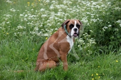 Boxer