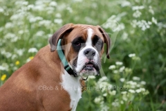 Boxer