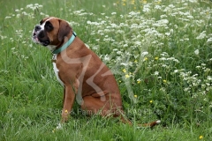 Boxer