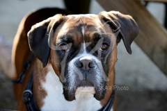 Boxer