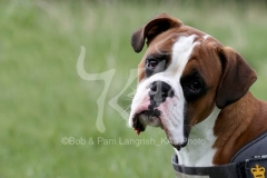Boxer