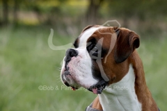 Boxer