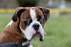 Boxer