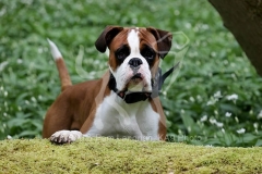 Boxer