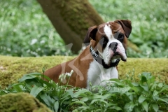 Boxer