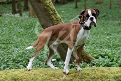 Boxer