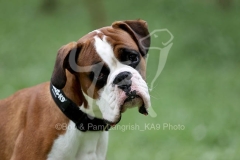 Boxer