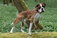 Boxer