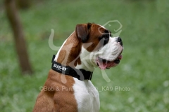 Boxer