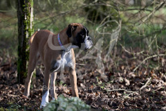 Boxer