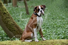 Boxer