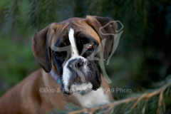 Boxer