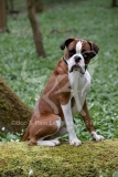 Boxer