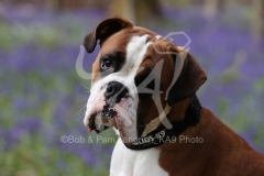 Boxer