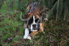 Boxer