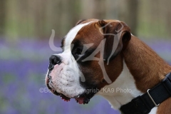 Boxer