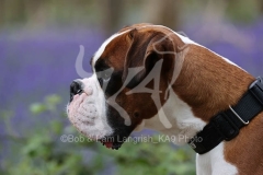 Boxer