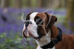 Boxer