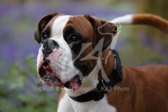 Boxer