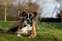 Boxer