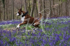 Boxer