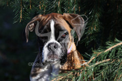 Boxer
