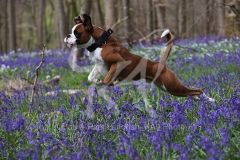 Boxer