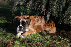 Boxer