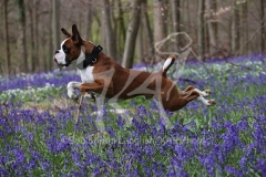 Boxer