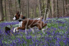Boxer
