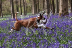 Boxer