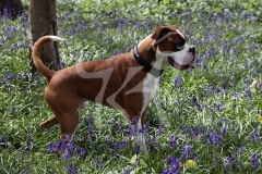 Boxer