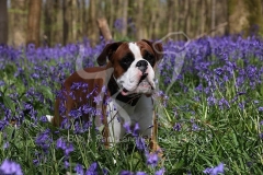 Boxer