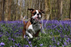 Boxer