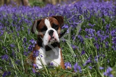 Boxer