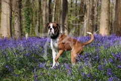Boxer