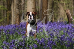 Boxer