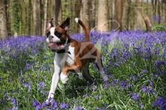 Boxer