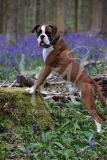 Boxer