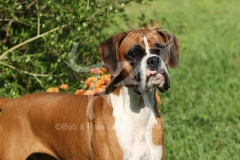 Boxer