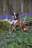 Boxer