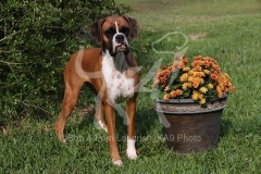 Boxer