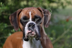 Boxer