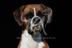 Boxer