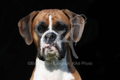 Boxer
