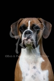 Boxer