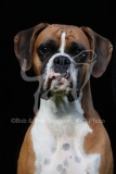 Boxer