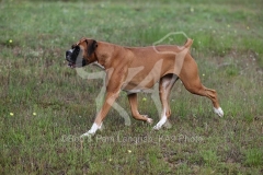 Boxer