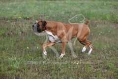 Boxer