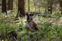 Boxer